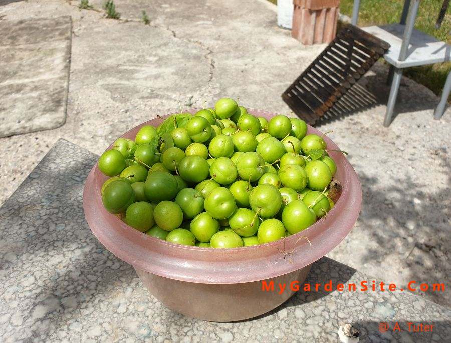 Green plums in garden
