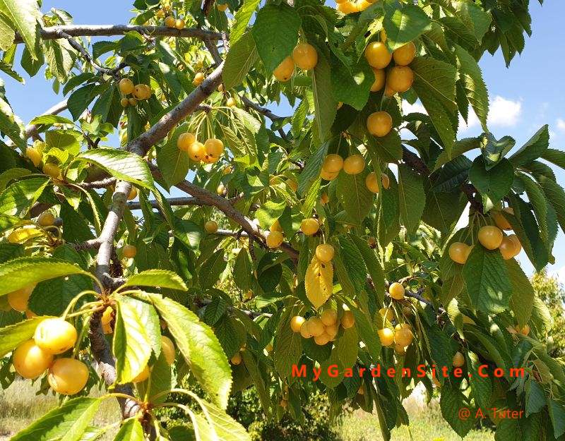 Yellow cherries on the branch