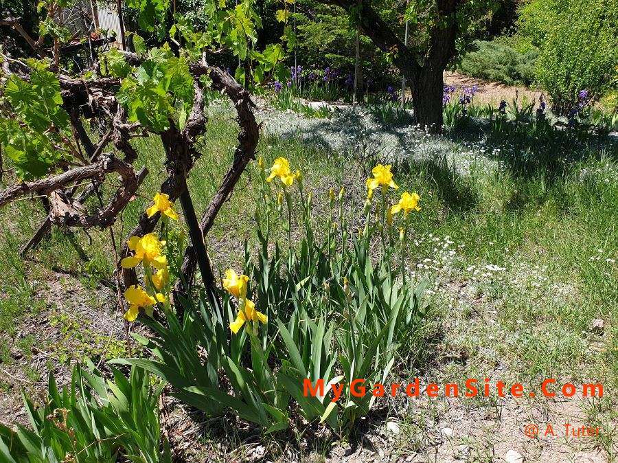 Iris germanica in sunny garden near vines