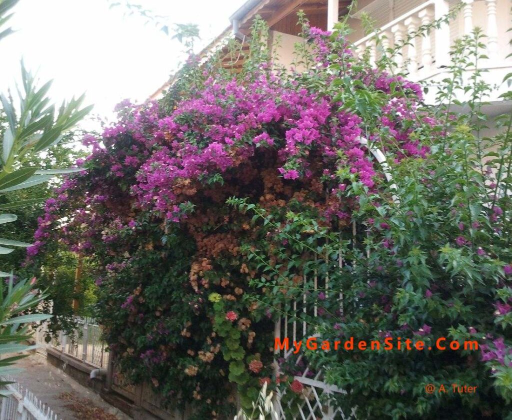 Mature Bougainvillea glabra with vibrant magenta bracts climbing a garden wall
