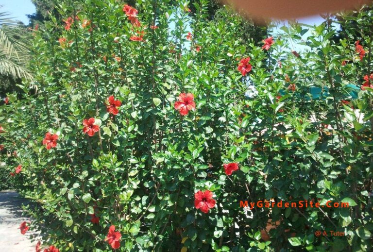 Hibiscus shrub with bright green leaves and large red flowers