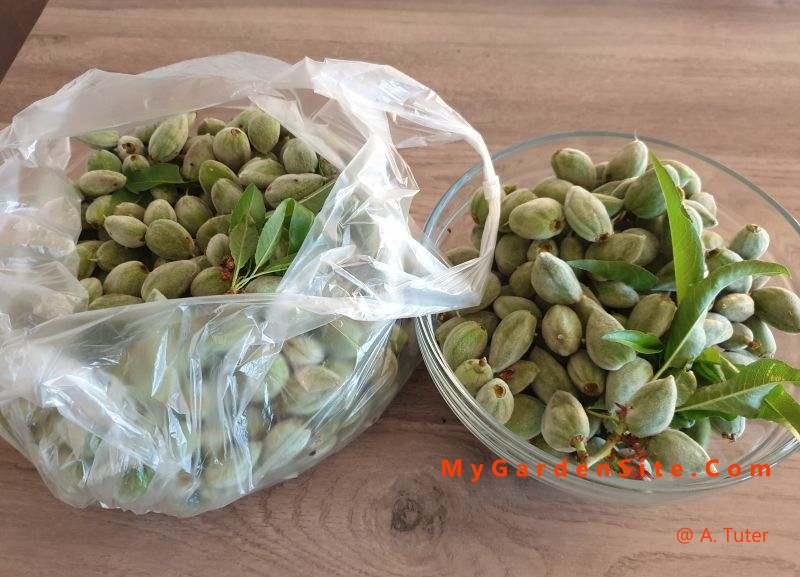 Green almonds in bowl